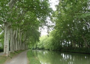 Midi Canal, France lined with plane trees