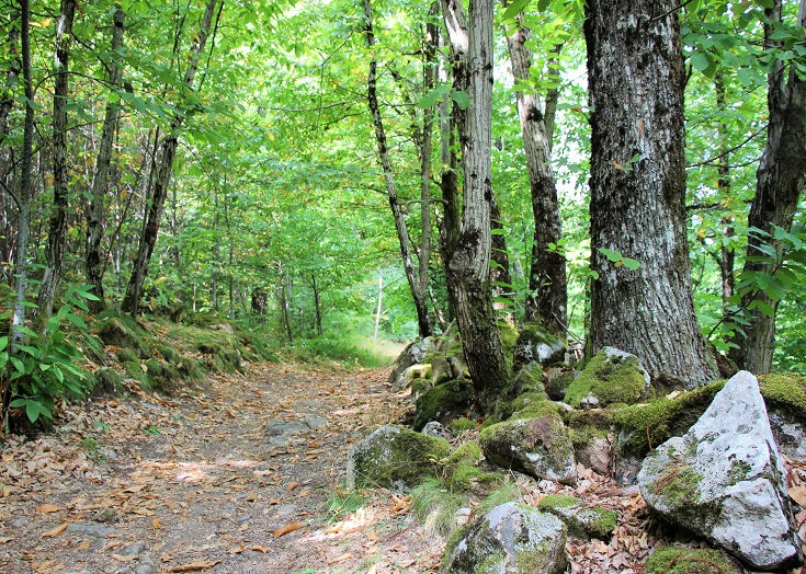 A path littered with in the forest between Florac and Saint-Julien-d'Arpaon