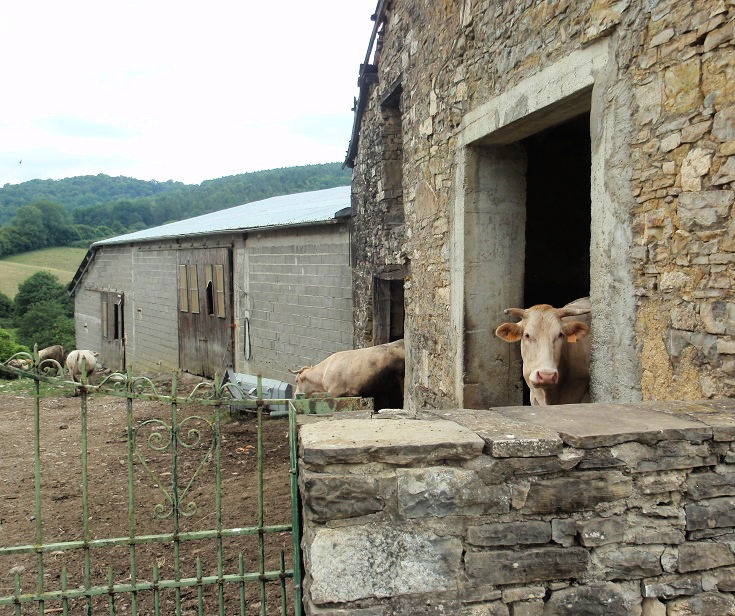 Friendly cows in Harambeltz, Chemin de Saint-Jacques